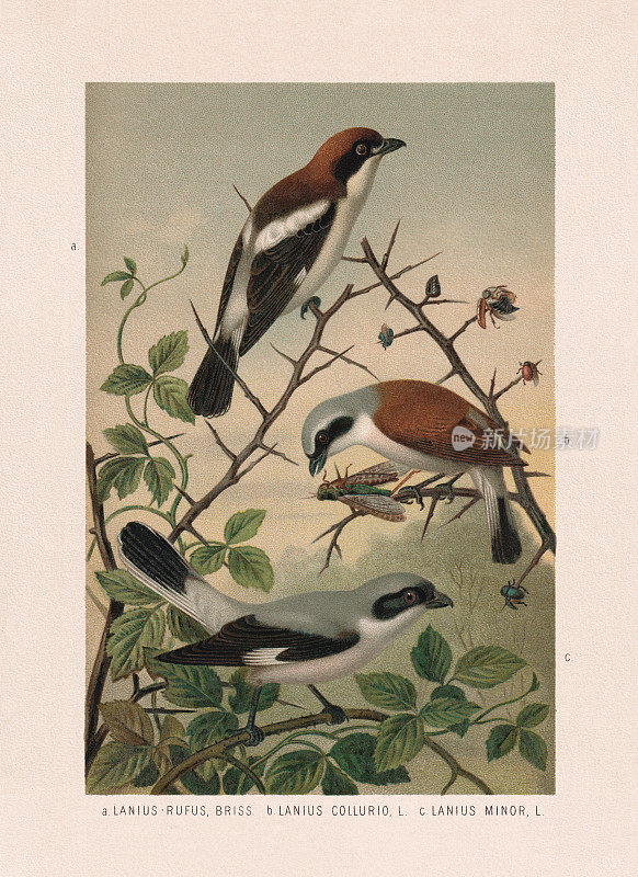 雀形目:Shrikes (Laniidae)，彩色版，出版于1887年
